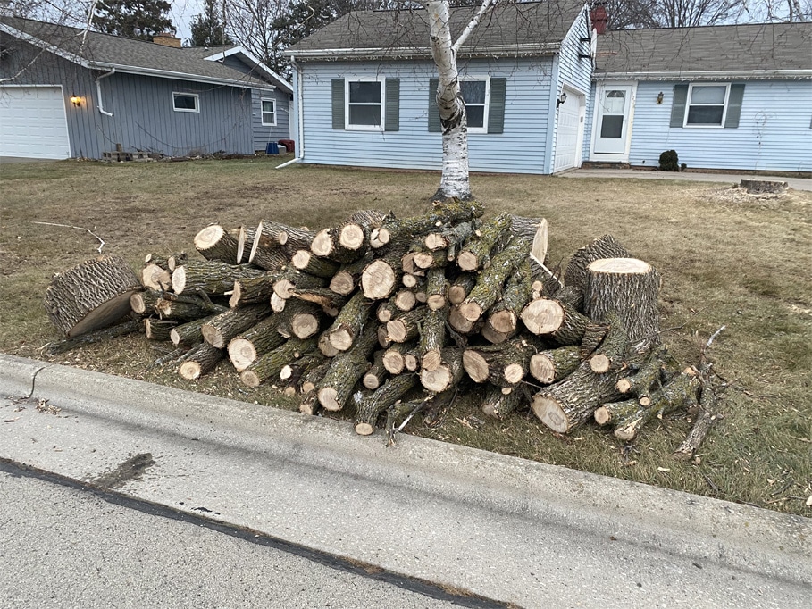 Expert Tree Removal Services in Neenah WI