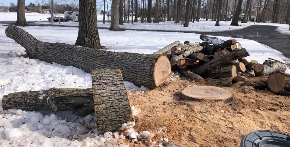 Professional Tree Removal in Neenah WI