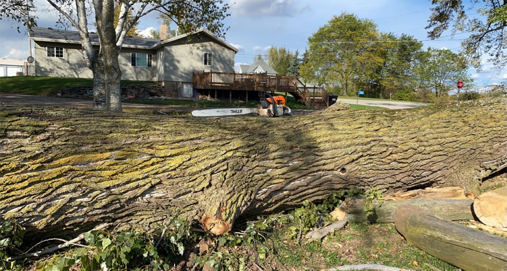 Tree Removal & Stump Grinding Services in Neenah WI
