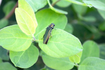 EAB damage to Ash Trees Neenah WI