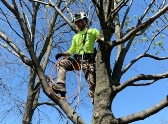 Tree Removal and Stump Grinding in Neenah WI